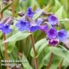 Pulmonaria 'Blue Ensign' -Eden Yard Zone PULM T62252 A