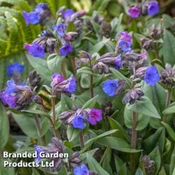 Pulmonaria 'Blue Ensign' 6 Pulmonaria 'Blue Ensign' -Eden Yard Zone PULM T62252 B