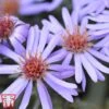 Aster Novi-belgii 'Professor Anton Kippenberg' -Eden Yard Zone Prof