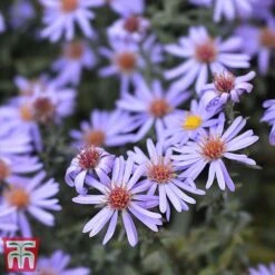 Aster Novi-belgii 'Professor Anton Kippenberg' -Eden Yard Zone Prof2