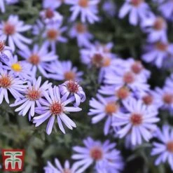 Aster Novi-belgii 'Professor Anton Kippenberg' -Eden Yard Zone Prof3