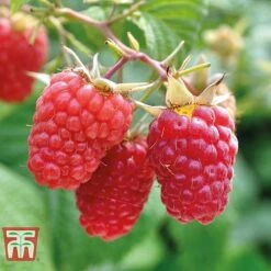 Raspberry Full Season Collection British Bred -Eden Yard Zone RASP CWW3211 C