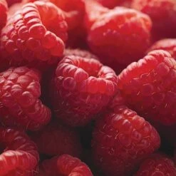 Raspberry Full Season Collection British Bred -Eden Yard Zone RASP CWW3211 D