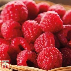 Raspberry Full Season Collection British Bred -Eden Yard Zone RASP CWW3211 E