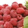 Raspberry 'Tulameen' (Late Summer Fruiting) -Eden Yard Zone RASP CWW3539 A h