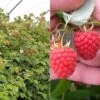 Raspberry 'Glen Fyne' (Summer Fruiting) 2 Raspberry 'Glen Fyne' (Summer Fruiting) -Eden Yard Zone RASP CWW3574 A h