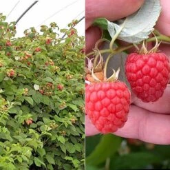 Eden Yard Zone 4 Raspberry 'Glen Fyne' (Summer Fruiting)