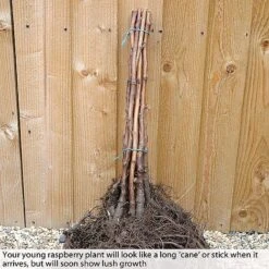 Eden Yard Zone -Eden Yard Zone RASP CWW3574 B h