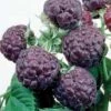 Raspberry 'Glen Coe' (Summer Fruiting) 2 Raspberry 'Glen Coe' (Summer Fruiting) -Eden Yard Zone RASP T14153 A h