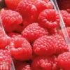 Raspberry 'Sugana' -Eden Yard Zone RASP T65353P A h