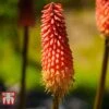 Red Hot Poker 'Redhot Popsicle' -Eden Yard Zone REDH 09668 A1