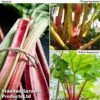 Rhubarb Taster's Collection -Eden Yard Zone RHUB KC4676