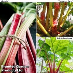 Eden Yard Zone 13 Rhubarb Taster's Collection