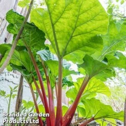 Rhubarb Taster's Collection -Eden Yard Zone RHUB KC4676 C