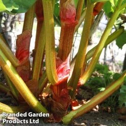 Rhubarb Taster's Collection -Eden Yard Zone RHUB KC4676 D