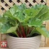 Rhubarb 'Sanvitos® Summer' -Eden Yard Zone RHUBARB 2