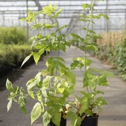 Raspberry 'Groovy' (Autumn Fruiting) -Eden Yard Zone RUBU GROOVY S46078 NOW