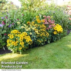 Rudbeckia Summerdaisy Collection -Eden Yard Zone RUDB MIXED T41532