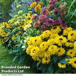 Rudbeckia Summerdaisy Collection -Eden Yard Zone RUDB MIXED T41533