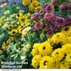 Rudbeckia Summerdaisy Collection -Eden Yard Zone RUDB MIXED T41534