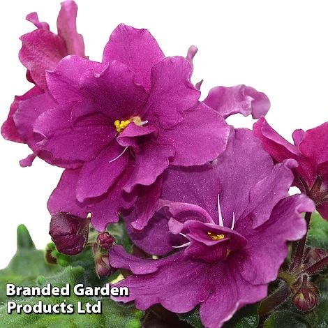 Saintpaulia 'Jolly Texan' 3 Saintpaulia 'Jolly Texan'