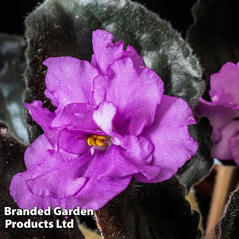 Saintpaulia 'Ramblin' Spots' 3 Saintpaulia 'Ramblin' Spots'