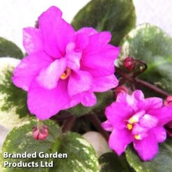 Saintpaulia 'Ramblin' Spots' 5 Saintpaulia 'Ramblin' Spots' -Eden Yard Zone SAIN RAMBSPOTS1