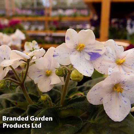 Saintpaulia 'Tina's April Fantasy' 3 Saintpaulia 'Tina's April Fantasy'