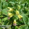 Salvia Flava Var. Megalantha -Eden Yard Zone SALV KC9136 A