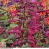 Salvia 'Love And Wishes' -Eden Yard Zone SALV T80326 A