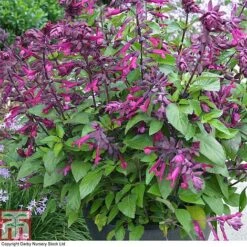 Salvia 'Love And Wishes' -Eden Yard Zone SALV T80326 B