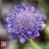 Scabiosa 'Blue' 2 Scabiosa 'Blue' -Eden Yard Zone SCAB 57876 A