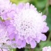 Scabiosa Columbaria 'Pincushion Pink' -Eden Yard Zone SCAB KC9140 A