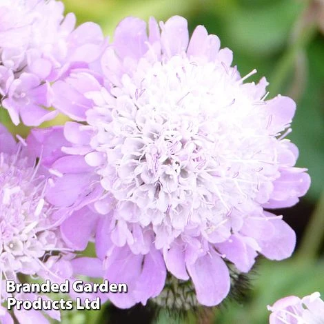 Scabiosa Columbaria 'Pincushion Pink' 3 Scabiosa Columbaria 'Pincushion Pink'