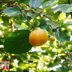 Sharon Fruit 'Fuyu' -Eden Yard Zone SHAR T14149 D