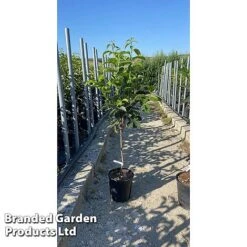 Sharon Fruit 'Fuyu' -Eden Yard Zone SHAR KAKIFUY7L T52502