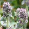 Stachys Byzantina 'Silky Fleece' -Eden Yard Zone STAC T82219 A