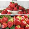 Strawberry Full Season Collection -Eden Yard Zone STRA CWW3188 A