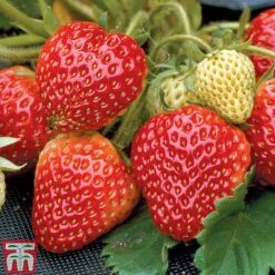Strawberry Full Season Collection -Eden Yard Zone STRA CWW3188 B