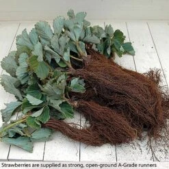 Strawberry Full Season Collection -Eden Yard Zone STRA CWW3188 B h