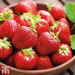 Strawberry Full Season Collection -Eden Yard Zone STRA CWW3188 C1