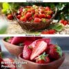 Strawberry Duo -Eden Yard Zone STRA WKC9773 A