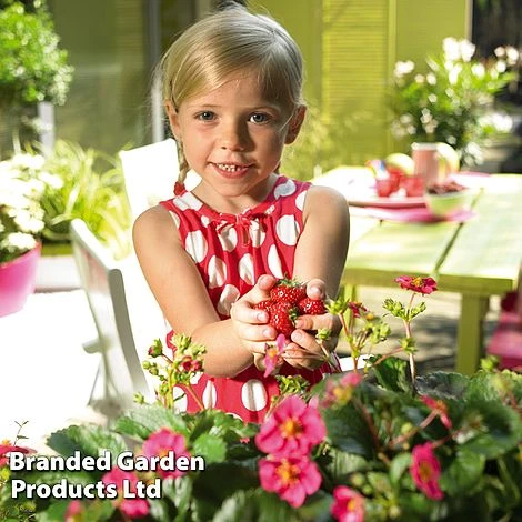 Grow Your Own Strawberry Collection 9 Grow Your Own Strawberry Collection - Image 7