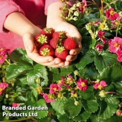 Grow Your Own Strawberry Collection 17 Grow Your Own Strawberry Collection -Eden Yard Zone STRA TOSCANA S202191