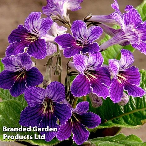 Streptocarpus 'Minnie' 3 Streptocarpus 'Minnie'