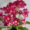Streptocarpus 'Adele' -Eden Yard Zone STRE KC4576 A