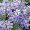 Streptocarpus 'Bethan' -Eden Yard Zone STRE KC4577 A