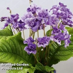 Streptocarpus 'Blue Frills' 5 Streptocarpus 'Blue Frills' -Eden Yard Zone STRE KC4578 A