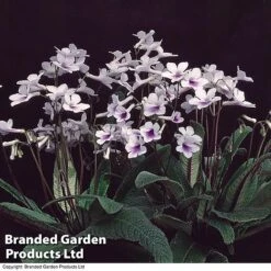 Streptocarpus 'Crystal Ice' 5 Streptocarpus 'Crystal Ice' -Eden Yard Zone STRE KC4583 A