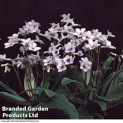 Streptocarpus 'Crystal Ice' 4 Streptocarpus 'Crystal Ice' - Image 2